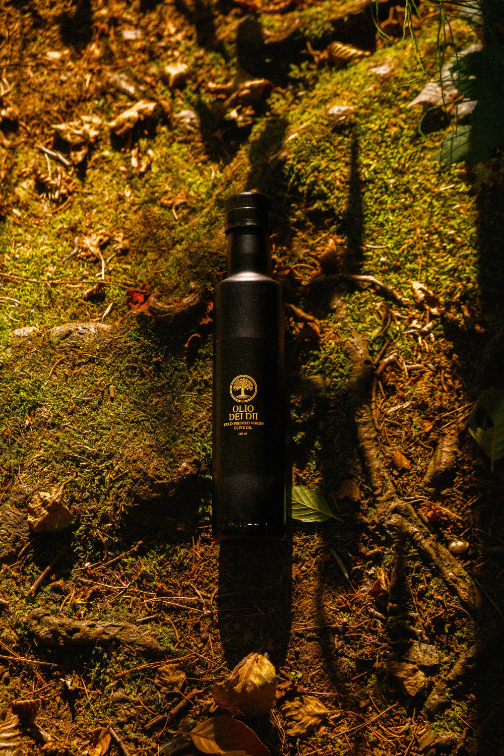 Premium Olivenöl aus Kalabrien 250 ML im Wald liegend