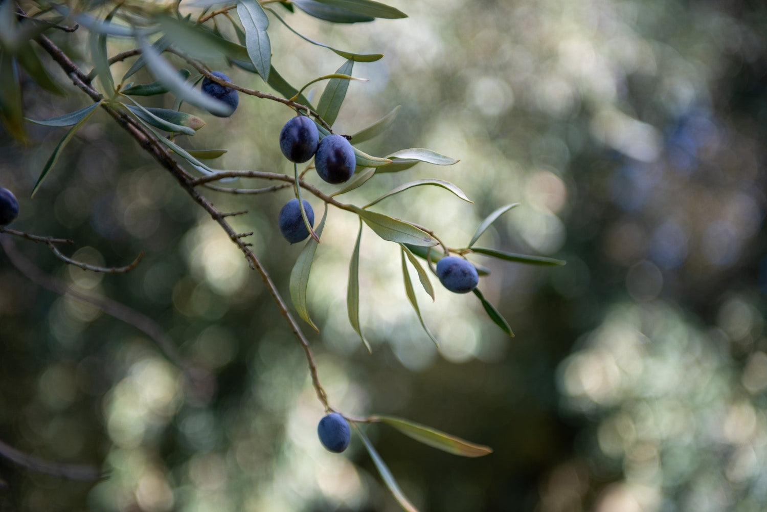 Oliven eines Olivenbaums in Kalabrien | Herstellung Olio Dei Dii