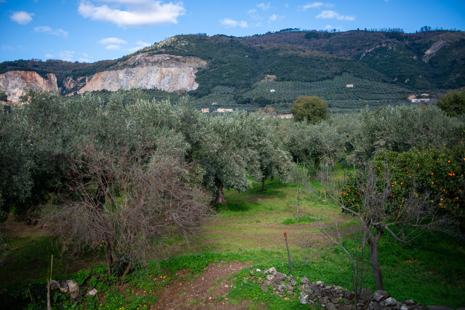 Olivenhain in Kalabrien | Herstellung Olio Dei Dii