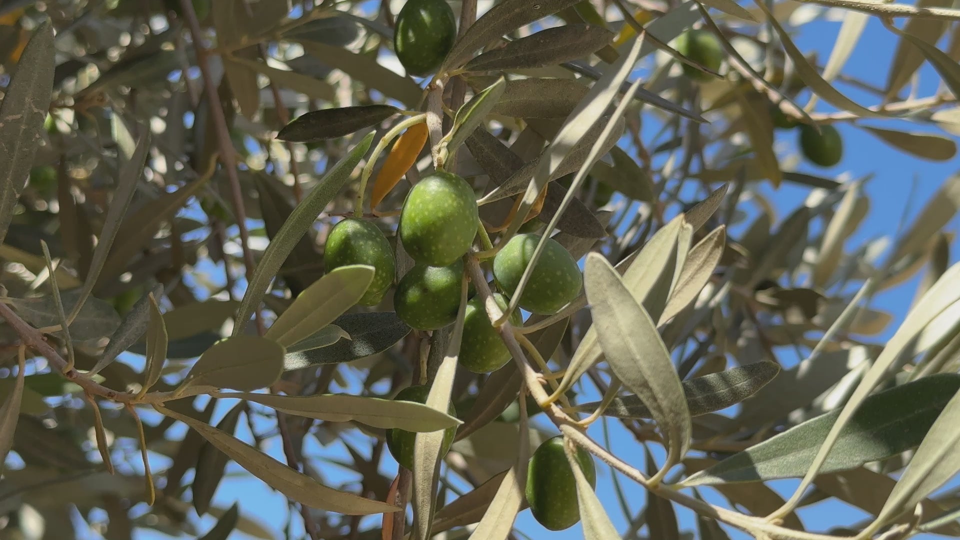 Oliven - Pressung - Olivenhain in Kalabrien | Herstellung Olio Dei Dii